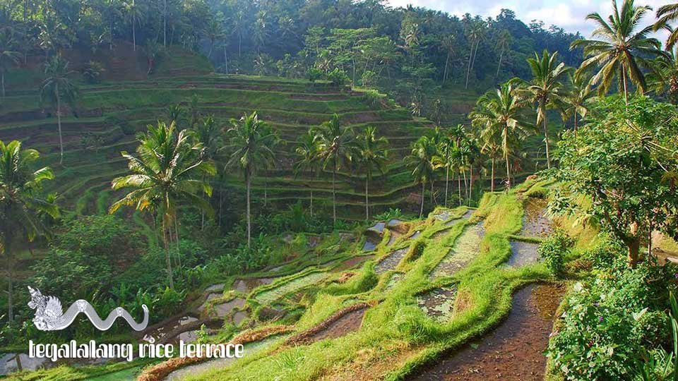 bali-kanaka-tour-bali-private-driver-bali-full-day-tour-tegalalang-rice-terrrace-ubud-tour-2